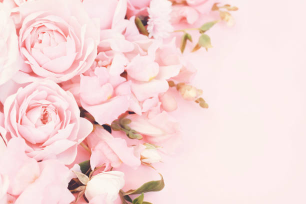 istock Delicate blossoming pink rose frame, blooming flowers pastel festive background 1295008774