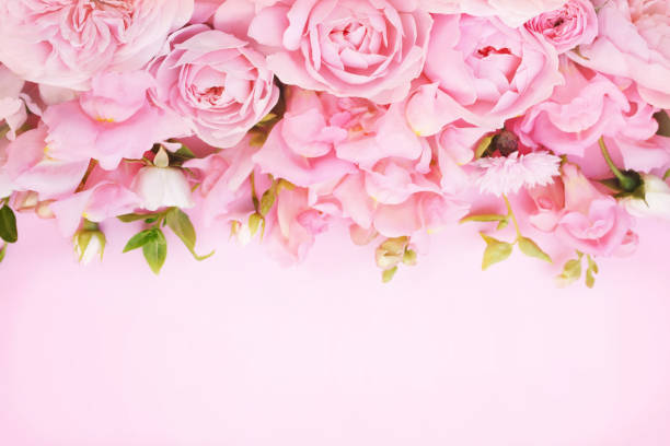 Rose is a perennial flowering plant, which can be erect shrub, climbing or trailing with stems that often have sharp prickles. Flowers vary in size and shape with colors ranging from white, yellow, purple, orange, pink to red. The blooming time is from early summer to fall.