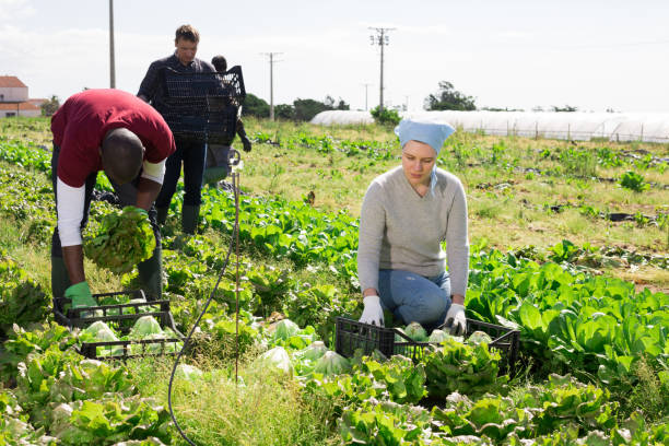 istock Farmers harvesting green lettuce 1295008835
