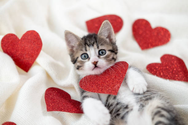 Valentines Day cat. Small striped kitten playing with red hearts on light white blanket on bed, looking at camera. Adorable domestic kitty pets concept stock photo