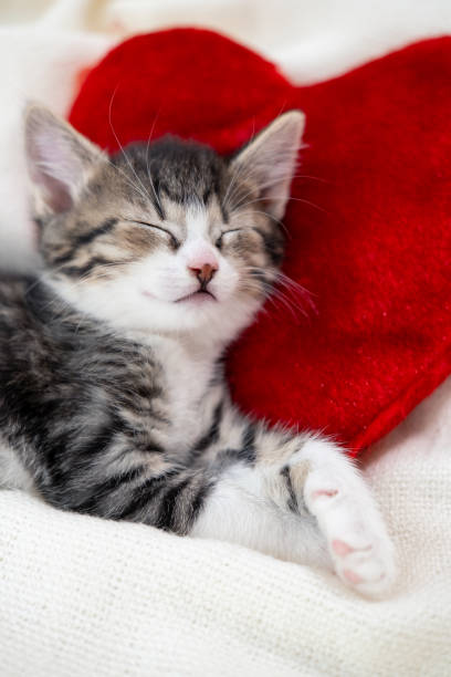 istock Valentines Day cat. Small striped kitten sleeping on heart shape red pillow on light white blanket on bed. domestic pets concept 1295009733