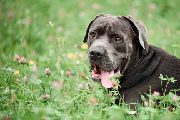 Gray Cane Corso on the grass Picture of a beautiful Cane Corso. This breed is also known as Neapolitan Mastiff or little mastiff. He is resting on the grass on the sunset cane corso stock pictures, royalty-free photos & images