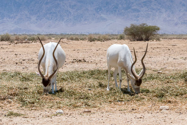 istock Adult curved horned antelope Addax (Addax nasomaculatus) 1295010938