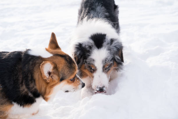 istock Australian shepherd playing with welsh corgi pembroke in winter forest. 1295012412
