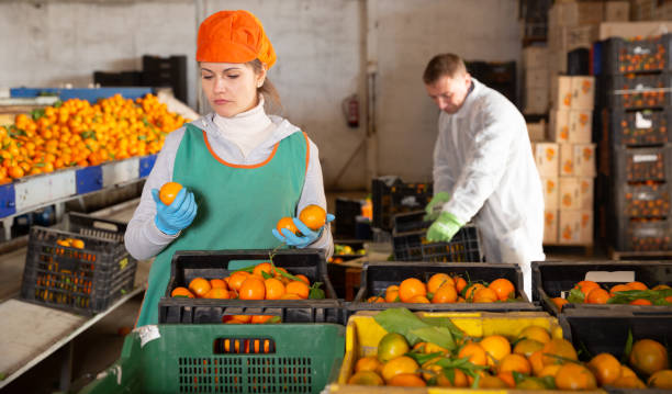 istock Woman working on citrus sorting at warehouse 1295012804