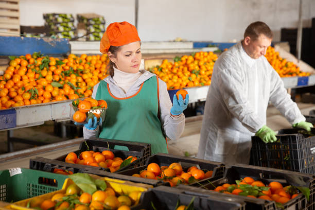 istock Man and woman working on tangerines sorting line 1295012832