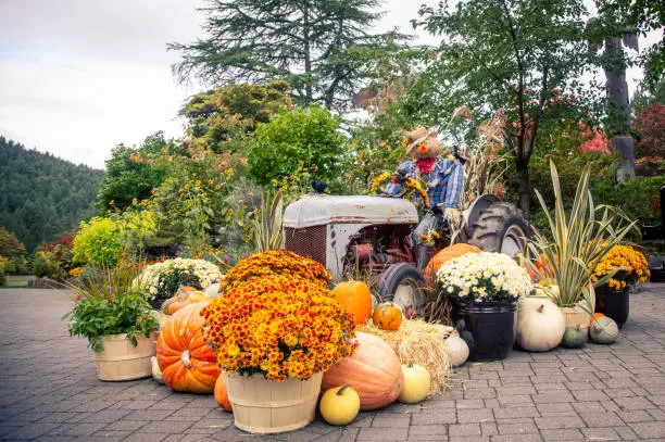 Photo of Autumn display with tractor and scarecrow