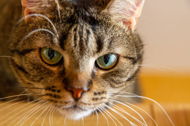 istock Domestic cat stare at you 1295013947