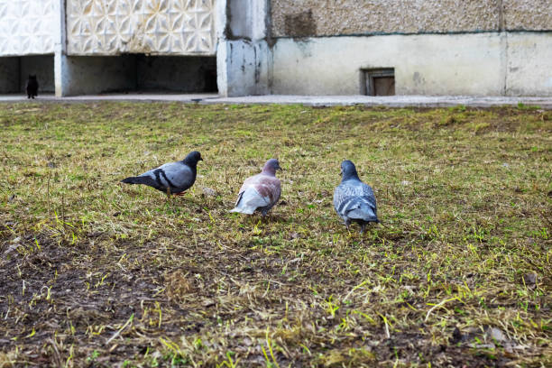 istock Three pigeons sitting on the grass close up 1295015672