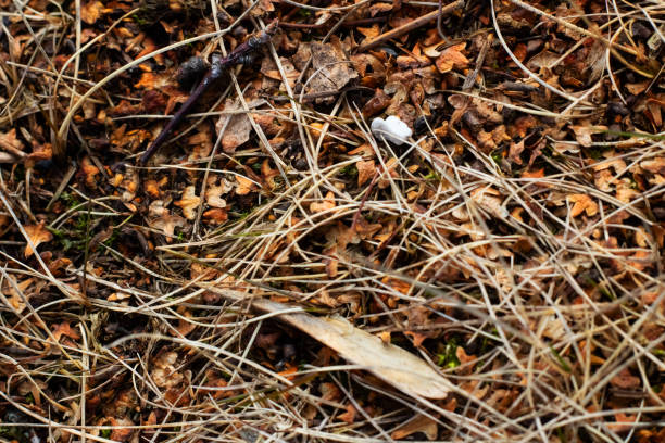 istock Dry yellow straw grass close up, background or texture 1295015736