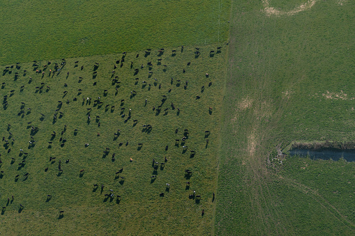 The view from a helicopter looking down onto a herd of cows in a paddock. Canterbury Plains, New Zealand.