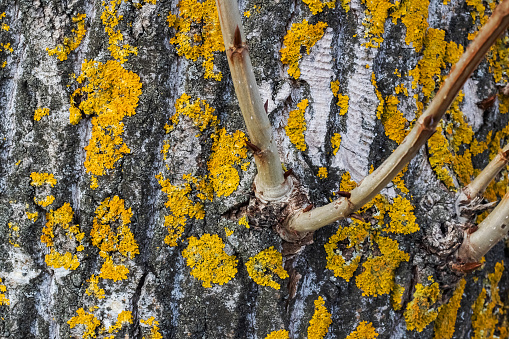 Yellow moss on a tree trunk close up, background or texture