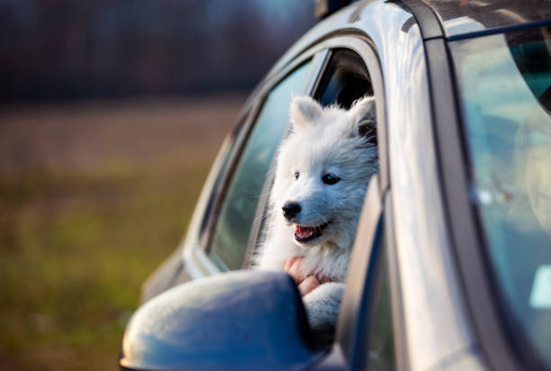 happy samoyed puppy - late afternoon imagens e fotografias de stock