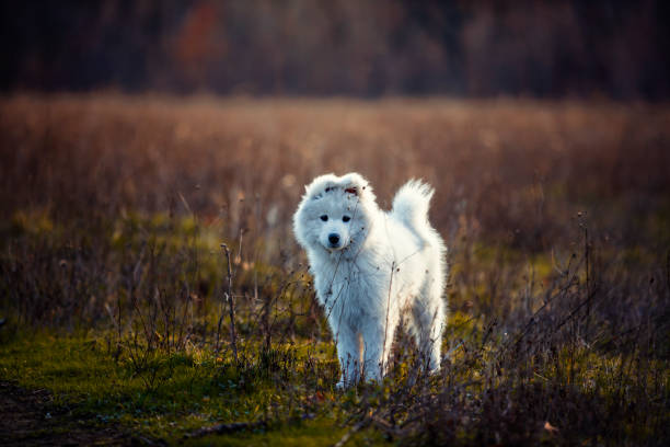 Happy samoyed puppy outdoor