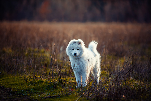 Happy samoyed puppy on a walk  in winter field