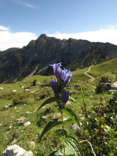 Photo of Gentian