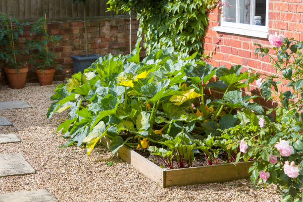 istock Vegetables (courgette) growing in a raised bed in a UK garden 1295020798