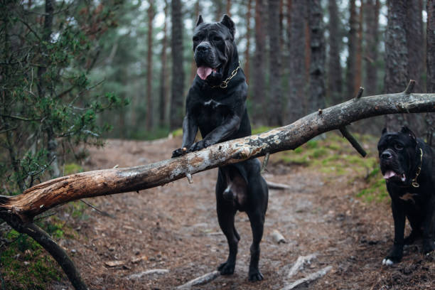 Large, brindle colored cane corso mastiff in the forest Large, brindle colored cane corso mastiff in the forest cane corso stock pictures, royalty-free photos & images
