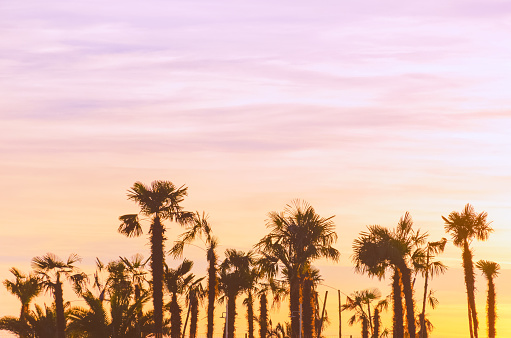 Silhouette of the palm trees at sunset with vintage filter.  Photo with soft focus.