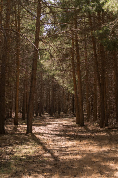 istock pine forest in Sierra Nevada in southern Spain 1295022909