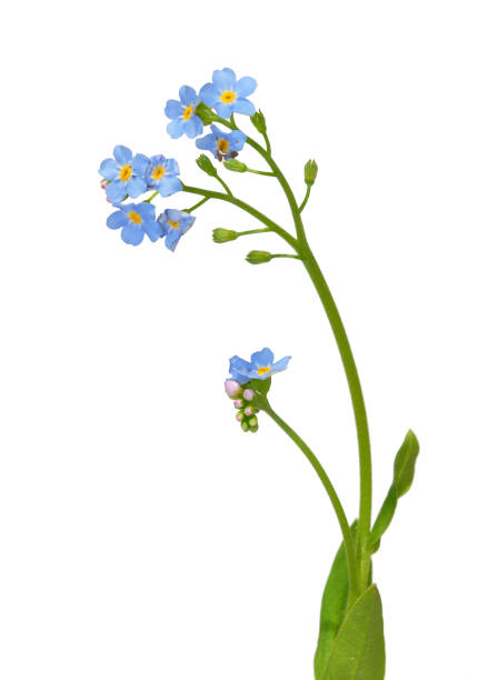 istock Bloom of  True forget-me-not isolated 1295022982