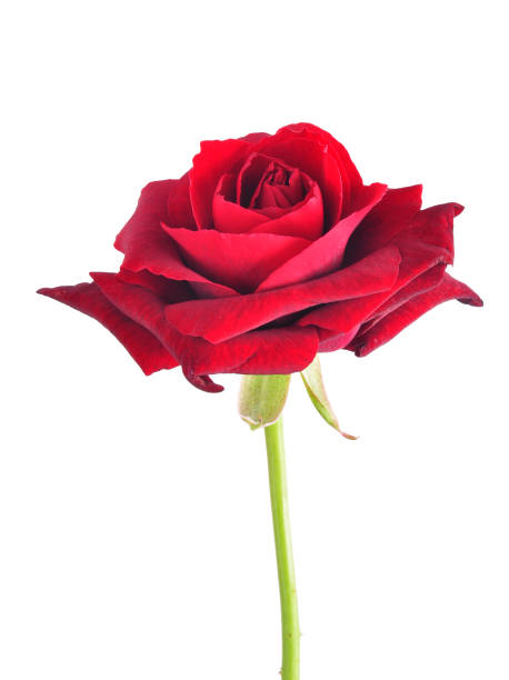 istock Bloom of a red rose isolated 1295023004