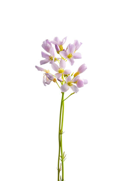 Bloom of Cocckoo flower isolated