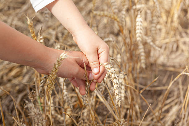 istock Two children's hands touch each other in the wheat field 1295023499