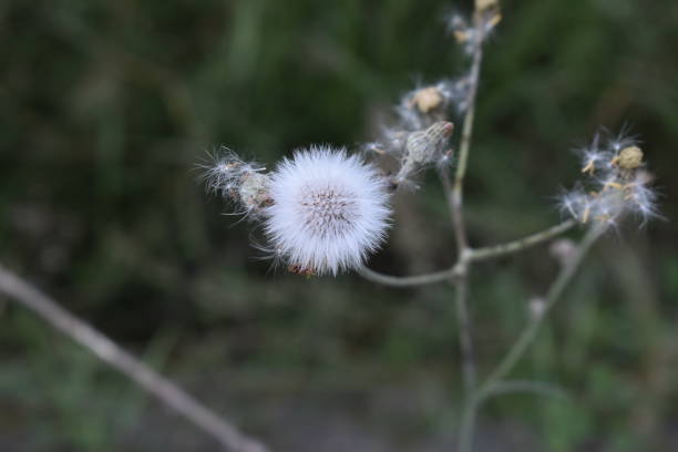 istock dandelion seeds in the wind 1295024423