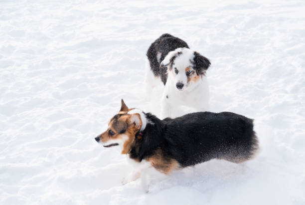 istock Australian shepherd playing with welsh corgi pembroke in winter forest. 1295024427
