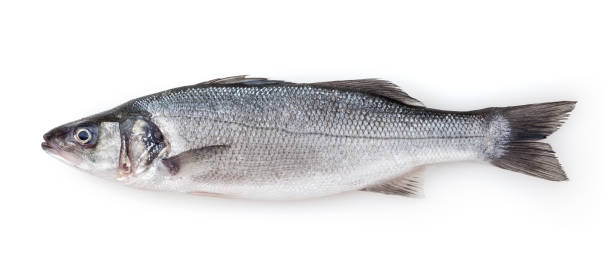 istock Fresh uncooked seabass isolated on white background 1295024513