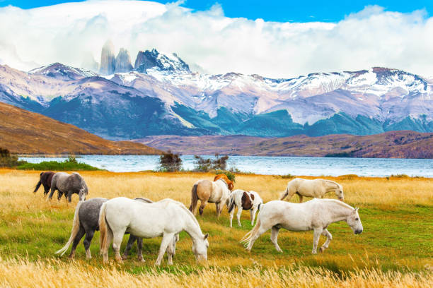 istock Herd of wild horses graze 1295026330