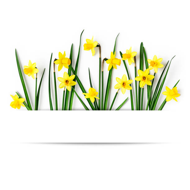 даффодил весенние цветы на белом фоне - yellow easter daffodil religious celebration стоковые фото и изображения