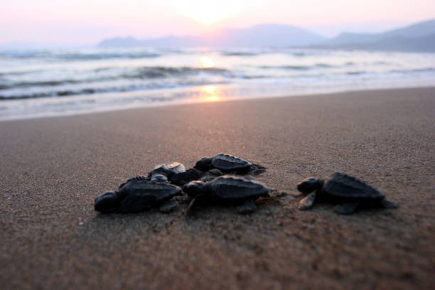 el viaje de baby caretta carettas al mar en la mundialmente famosa playa de iztuzu de mula - turtle young animal hatchling sea fotografías e imágenes de stock