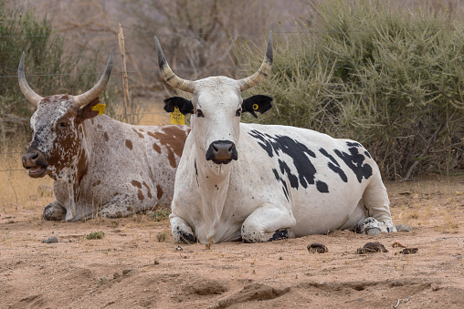 Two african longhorn cattle in an enclosure on a farm in Namibia