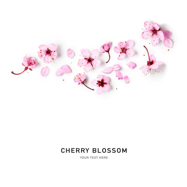 Cherry blossom, pink sakura spring flowers Cherry blossom. Creative composition with sakura spring flowers isolated on white background. Springtime arrangement. Holiday concept. Flat lay, top view, floral design flower head stock pictures, royalty-free photos & images