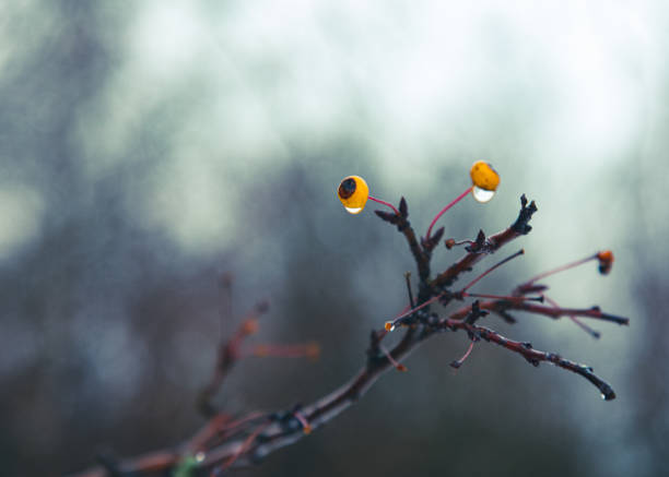 plants in the snow