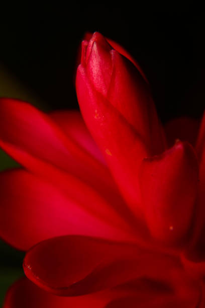 istock Flower view in close up for Macro Photography 1295031252