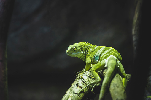 Fiji Crested Green Iguana lizard seen in the wild.