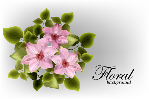 Pink bright flowers of clematis on a background of green leaves. Floral design background, postcard, template, poster.