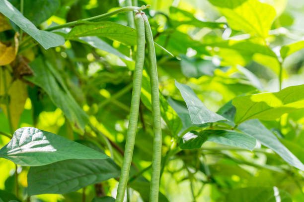 istock Yardlong bean in the garden 1295033101