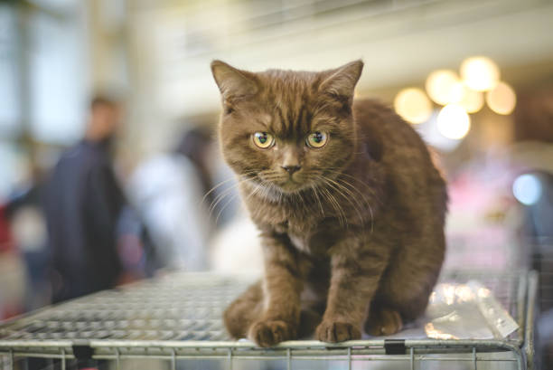 istock Cat of the breed SCOTTISH-STRAIT SCOTTISK RECTANGLE CAT 1295034388