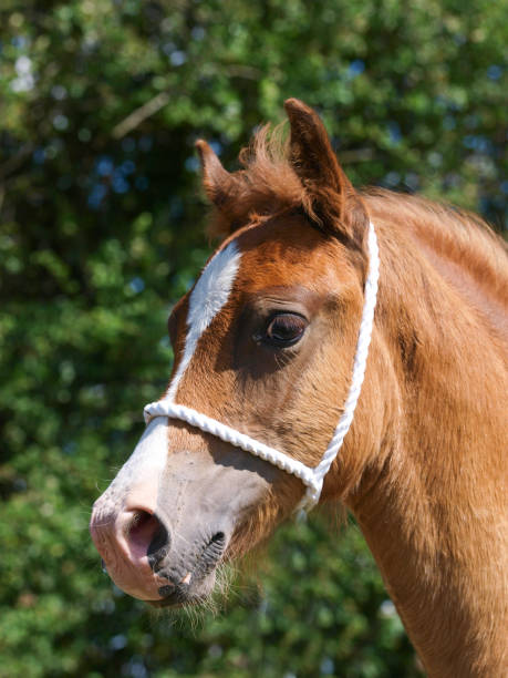 Foal Headshot A pretty chestnut Welsh Section D foal in a halter. welsh pony foal stock pictures, royalty-free photos & images