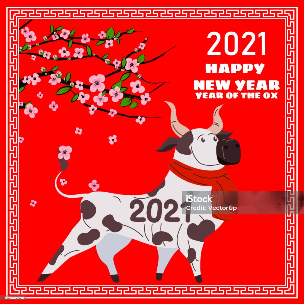Happy Chinese 2021 New Year Greeting Card Year Of The Ox Cute Bull With Red  Scarf And Blooming Tree Flowers Chinese Zodiac Symbol Traditional Holidays  Cartoon Character Vector Illustration Poster Banner Stock
