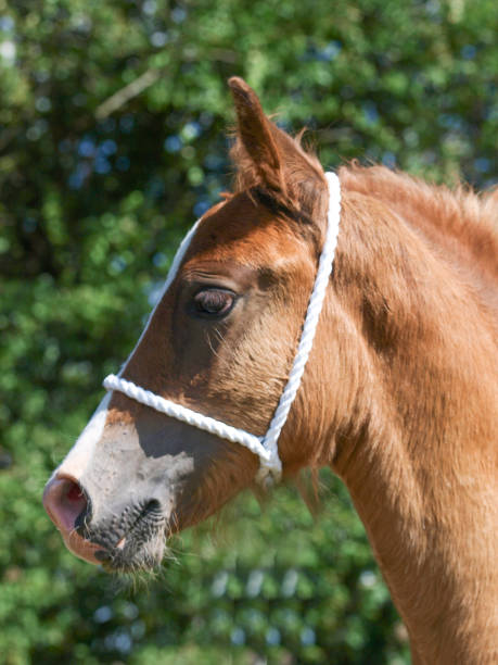 Foal Headshot A pretty chestnut Welsh Section D foal in a halter. welsh pony foal stock pictures, royalty-free photos & images
