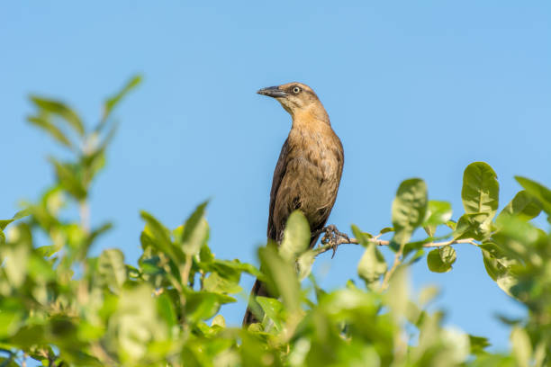 istock Clay-colored  great-tailed grackle or Mexican grackle ( Quiscalus mexicanus) is a medium-sized, highly social passerine bird native to North and South America 1295034932
