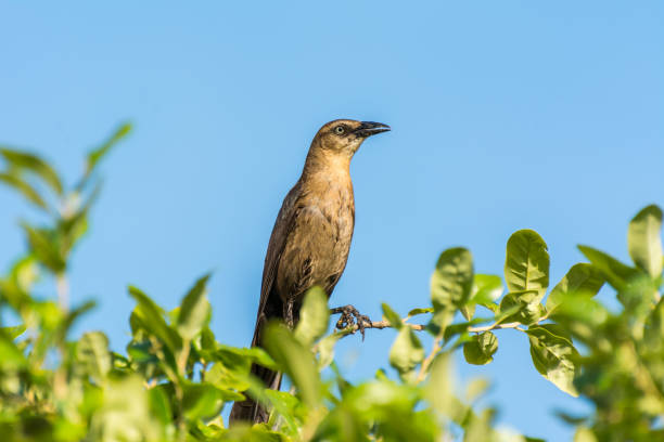 istock Clay-colored  great-tailed grackle or Mexican grackle ( Quiscalus mexicanus) is a medium-sized, highly social passerine bird native to North and South America 1295034933