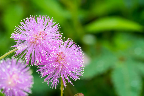 Macro of pink flowers of Mimosa pudica, also called sensitive plant, with water drops Macro of pink flowers of Mimosa pudica, also called sensitive plant, with water drops sensitive plant stock pictures, royalty-free photos & images