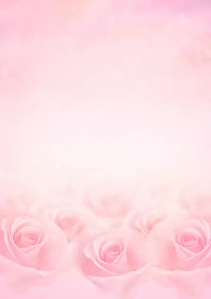 Photo of Pink Rose flowers with blurred sofe pastel color background for love wedding and valentines day.