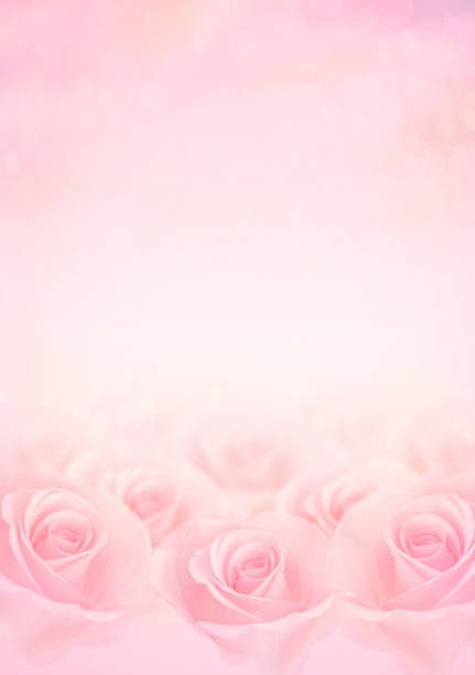 pink rose flowers with blurred sofe pastel color background for love wedding and valentines day. - greeting card wedding flower anniversary card imagens e fotografias de stock